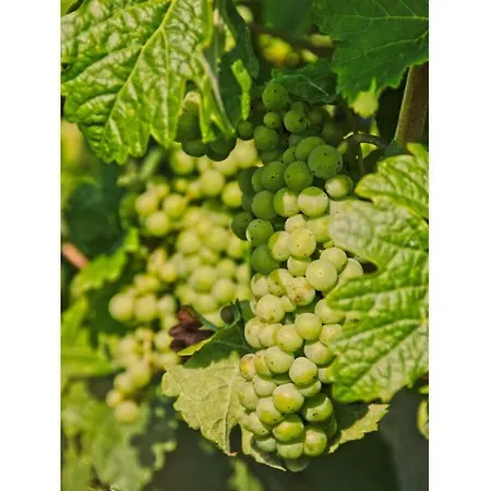 Haus Gertrud Comfortable Nyaraló *