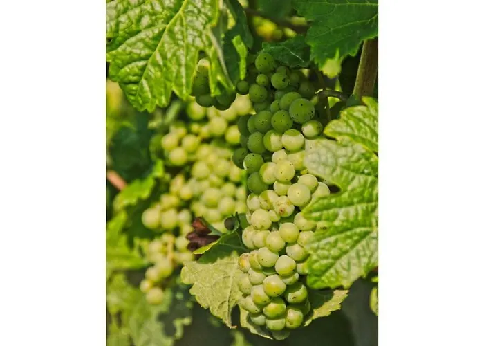 Haus Gertrud Comfortable Tatil Evi *